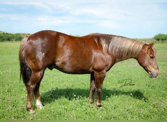 American Quarter Horse, Ruin, 11 Jaar, 140 cm, Donkere-vos