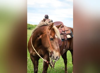 American Quarter Horse, Ruin, 11 Jaar, 140 cm, Donkere-vos