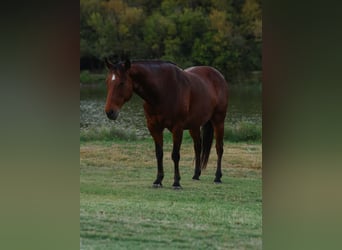 American Quarter Horse, Ruin, 11 Jaar, 140 cm, Roodbruin