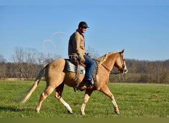 American Quarter Horse, Ruin, 11 Jaar, 142 cm, Palomino