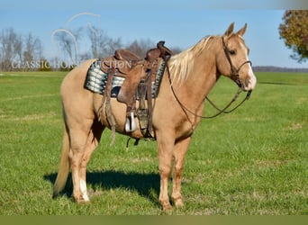 American Quarter Horse, Ruin, 11 Jaar, 142 cm, Palomino