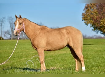 American Quarter Horse, Ruin, 11 Jaar, 142 cm, Palomino