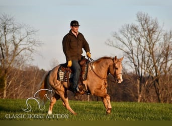 American Quarter Horse, Ruin, 11 Jaar, 142 cm, Palomino