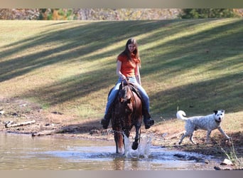 American Quarter Horse, Ruin, 11 Jaar, 142 cm, Roodbruin