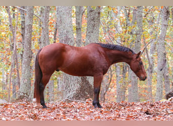 American Quarter Horse, Ruin, 11 Jaar, 142 cm, Roodbruin