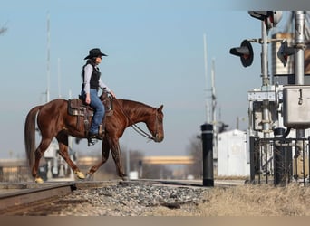 American Quarter Horse, Ruin, 11 Jaar, 142 cm, Roodvos