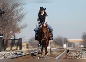 American Quarter Horse, Ruin, 11 Jaar, 142 cm, Roodvos