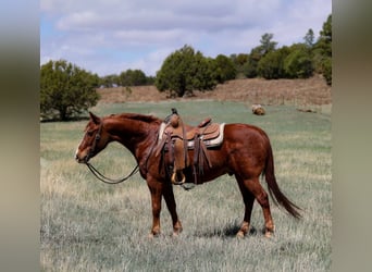 American Quarter Horse, Ruin, 11 Jaar, 145 cm, Donkere-vos