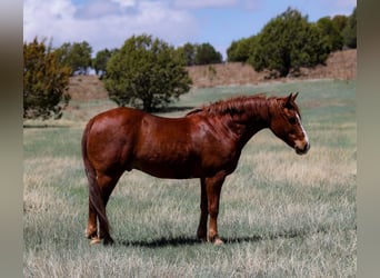American Quarter Horse, Ruin, 11 Jaar, 145 cm, Donkere-vos