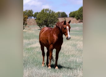 American Quarter Horse, Ruin, 11 Jaar, 145 cm, Donkere-vos