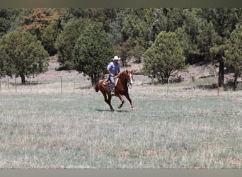 American Quarter Horse, Ruin, 11 Jaar, 145 cm, Donkere-vos