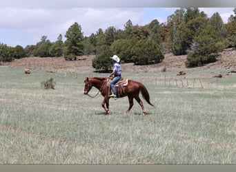 American Quarter Horse, Ruin, 11 Jaar, 145 cm, Donkere-vos