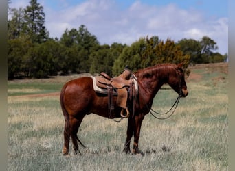 American Quarter Horse, Ruin, 11 Jaar, 145 cm, Donkere-vos