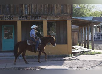 American Quarter Horse, Ruin, 11 Jaar, 145 cm, Donkere-vos