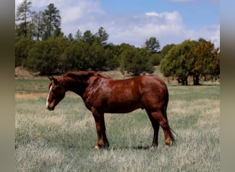 American Quarter Horse, Ruin, 11 Jaar, 145 cm, Donkere-vos