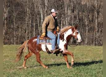 American Quarter Horse, Ruin, 11 Jaar, 145 cm, Overo-alle-kleuren