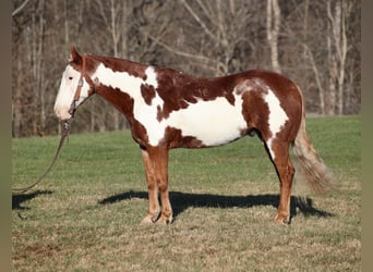 American Quarter Horse, Ruin, 11 Jaar, 145 cm, Overo-alle-kleuren