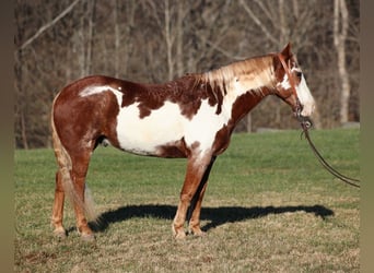 American Quarter Horse, Ruin, 11 Jaar, 145 cm, Overo-alle-kleuren