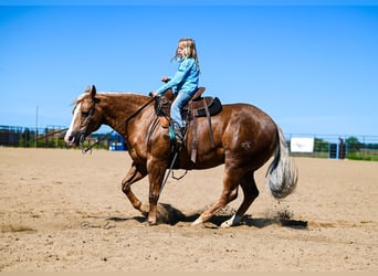 American Quarter Horse, Ruin, 11 Jaar, 145 cm, Palomino