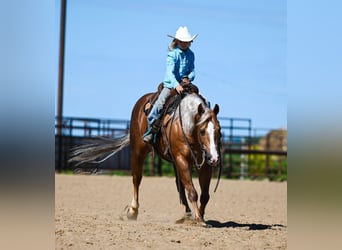 American Quarter Horse, Ruin, 11 Jaar, 145 cm, Palomino