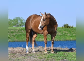 American Quarter Horse, Ruin, 11 Jaar, 145 cm, Palomino