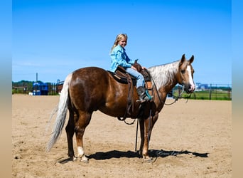 American Quarter Horse, Ruin, 11 Jaar, 145 cm, Palomino