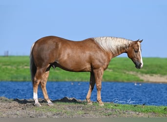 American Quarter Horse, Ruin, 11 Jaar, 145 cm, Palomino