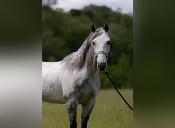 American Quarter Horse, Ruin, 11 Jaar, 147 cm, Appelschimmel