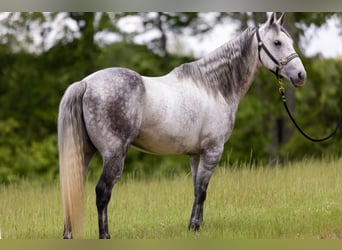 American Quarter Horse, Ruin, 11 Jaar, 147 cm, Appelschimmel