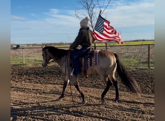 American Quarter Horse, Ruin, 11 Jaar, 147 cm, Buckskin