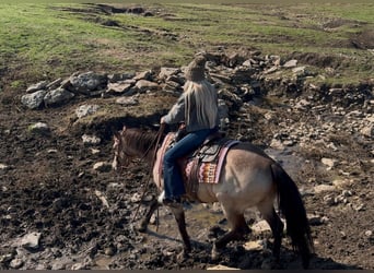 American Quarter Horse, Ruin, 11 Jaar, 147 cm, Buckskin