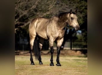 American Quarter Horse, Ruin, 11 Jaar, 147 cm, Buckskin