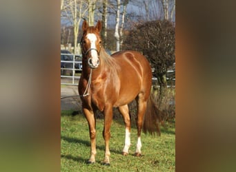 American Quarter Horse, Ruin, 11 Jaar, 147 cm, Champagne
