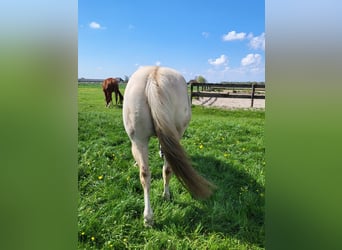 American Quarter Horse, Ruin, 11 Jaar, 147 cm, Champagne