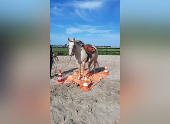 American Quarter Horse, Ruin, 11 Jaar, 147 cm, Champagne