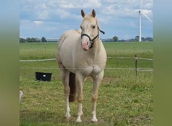 American Quarter Horse, Ruin, 11 Jaar, 147 cm, Champagne