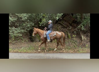 American Quarter Horse, Ruin, 11 Jaar, 147 cm, Donkere-vos
