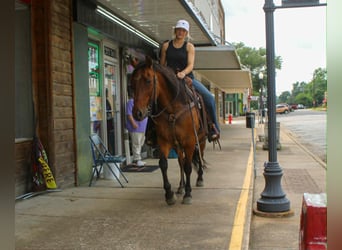 American Quarter Horse, Ruin, 11 Jaar, 147 cm, Falbe