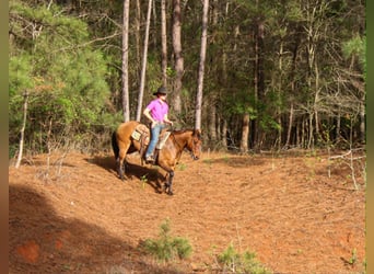American Quarter Horse, Ruin, 11 Jaar, 147 cm, Falbe