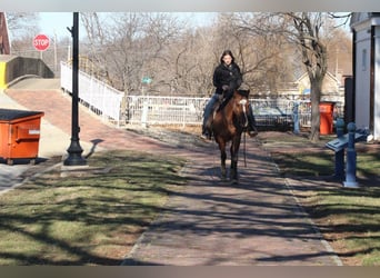American Quarter Horse, Ruin, 11 Jaar, 147 cm, Falbe