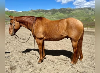 American Quarter Horse, Ruin, 11 Jaar, 147 cm, Falbe