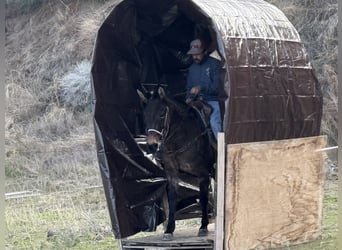 American Quarter Horse, Ruin, 11 Jaar, 147 cm, Grullo