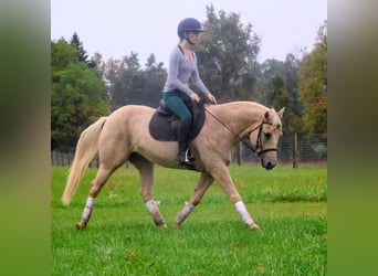 American Quarter Horse, Ruin, 11 Jaar, 147 cm, Palomino