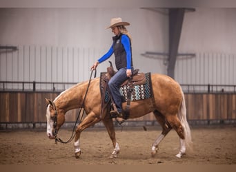 American Quarter Horse, Ruin, 11 Jaar, 147 cm, Palomino