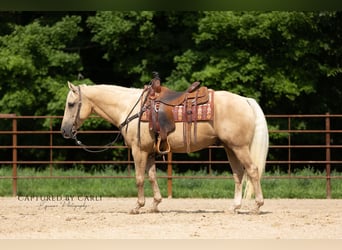 American Quarter Horse, Ruin, 11 Jaar, 147 cm, Palomino