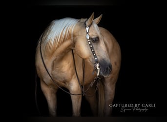 American Quarter Horse, Ruin, 11 Jaar, 147 cm, Palomino