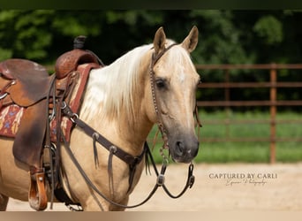 American Quarter Horse, Ruin, 11 Jaar, 147 cm, Palomino