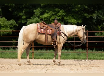 American Quarter Horse, Ruin, 11 Jaar, 147 cm, Palomino