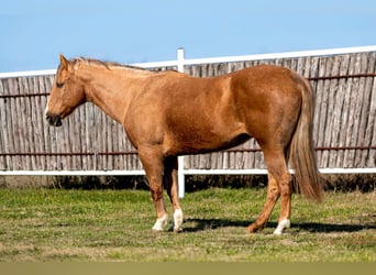 American Quarter Horse, Ruin, 11 Jaar, 147 cm, Palomino