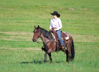 American Quarter Horse, Ruin, 11 Jaar, 147 cm, Roan-Bay